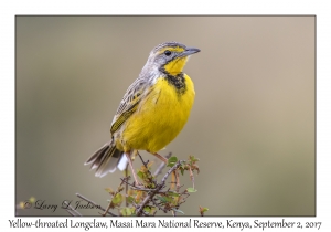 Yellow-throated Longclaw