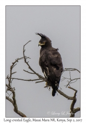 Long-crested Eagle