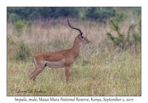 Impala