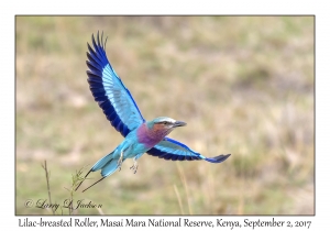 Lilac-breasted Roller