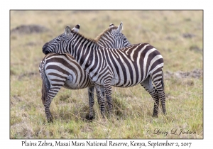 Plains Zebra