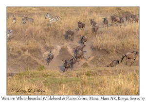 Western White-bearded Wildebeest & Plains Zebra