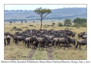 Western White-bearded Wildebeest