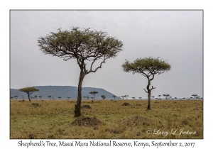 Shepherd's Trees