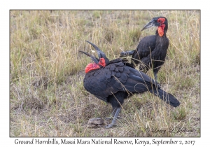 Ground Hornbills