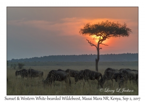 Sunset & Western White-bearded Wildebeest