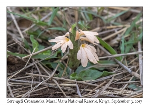 Serengeti Crossandra