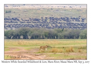 Western White-bearded Wildebeest