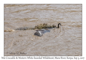 Nile Crocodile & Western White-bearded Wildebeest