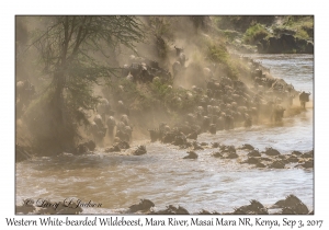 Western White-bearded Wildebeest