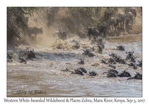 Western White-bearded Wildebeest & Plains Zebra