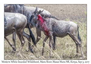 Western White-bearded Wildebeest