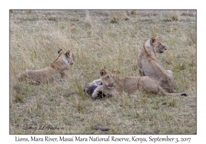 Lions