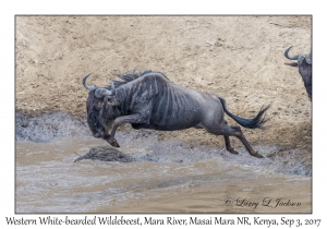 Western White-bearded Wildebeest