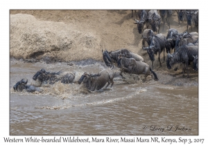 Western White-bearded Wildebeest