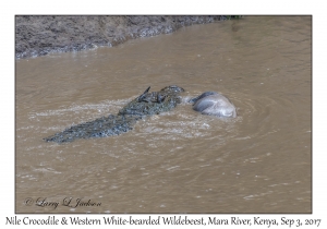 Nile Crocodile & Western White-bearded Wildebeest