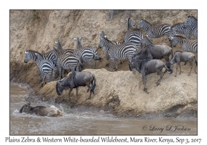 Plains Zebra & Western White-bearded Wildebeest