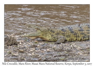 Nile Crocodile