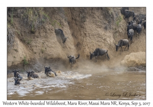 Western White-bearded Wildebeest