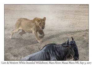 Lion & Western White-bearded Wildebeest