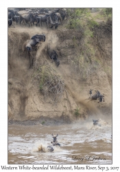 Western White-bearded Wildebeest