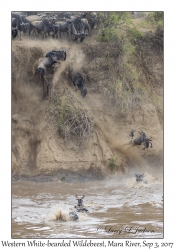 Western White-bearded Wildebeest