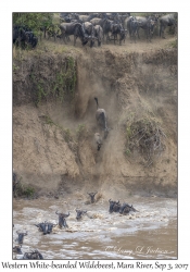 Western White-bearded Wildebeest