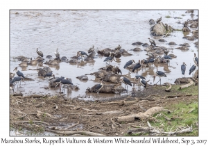 Marabou Storks, Ruppell's Vultures & Western White-bearded Wildebeest
