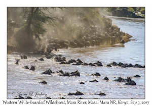 Western White-bearded Wildebeest