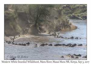 Western White-bearded Wildebeest