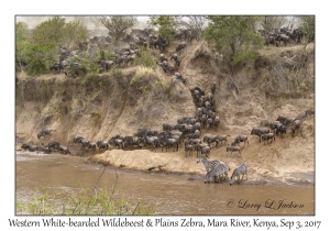 Western White-bearded Wildebeest & Plains Zebra