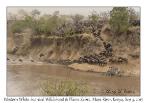 Western White-bearded Wildebeest & Plains Zebra