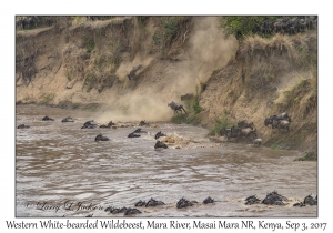 Western White-bearded Wildebeest