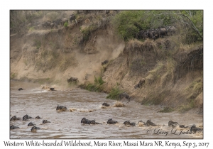 Western White-bearded Wildebeest