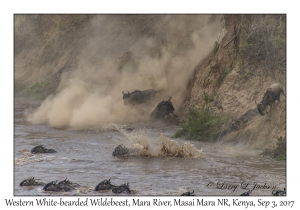 Western White-bearded Wildebeest