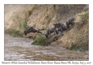 Western White-bearded Wildebeest