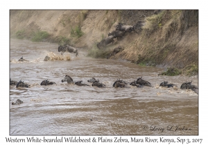 Western White-bearded Wildebeest & Plains Zebra