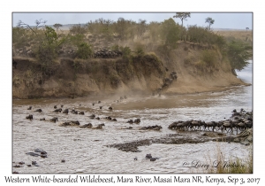 Western White-bearded Wildebeest