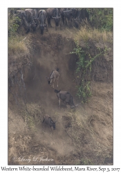 Western White-bearded Wildebeest