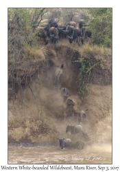 Western White-bearded Wildebeest