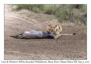 Lion & Western White-bearded Wildebeest