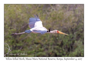 Yellow-billed Stork