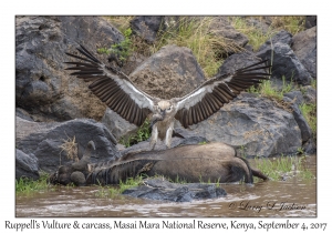 Ruppell's Vulture & carcass