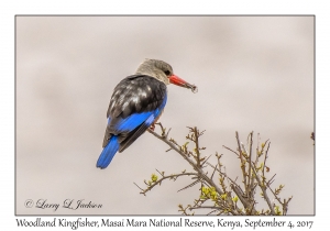 Woodland Kingfisher