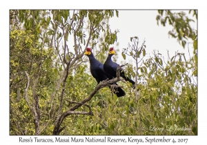 Ross's Turacos