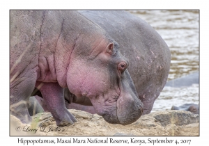 Hippopotamus