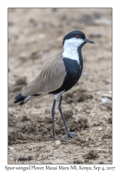 Spur-winged Plover