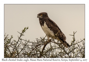 Black-chested Snake-eagle