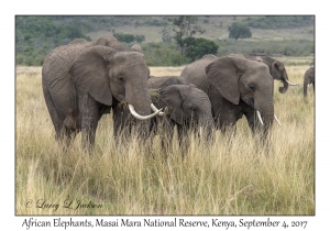 African Elephants