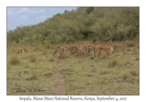 Impala